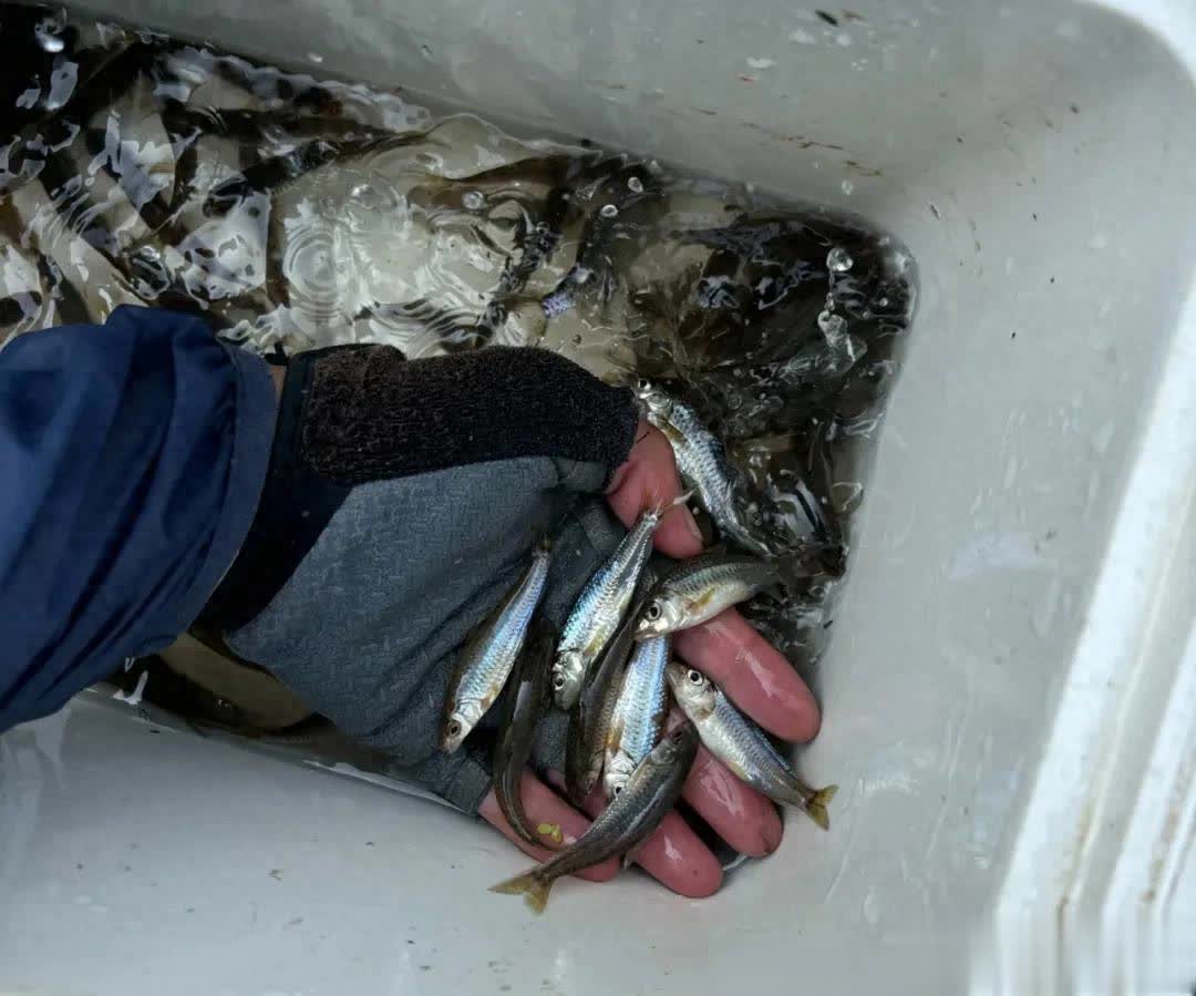 span, 鱼那样 span, 鱼那样