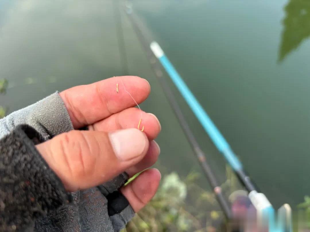 饵料, 没口后面可 饵料, 没口后面可